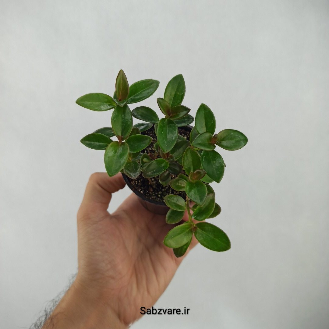 نماتانتوس یا گلدفیش (H24375)