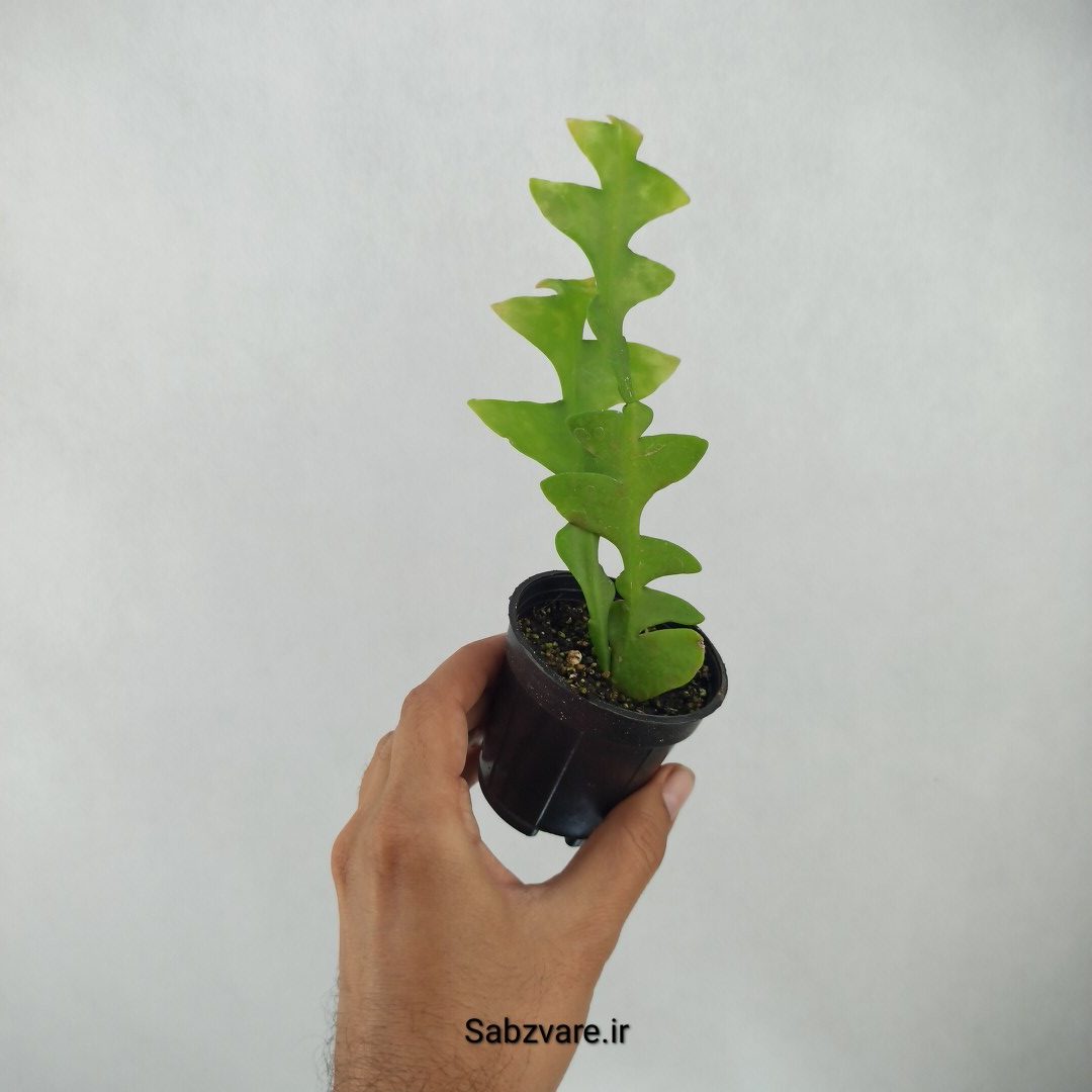 اپیفیلوم برگ سرخسی (H24374) - Image 3