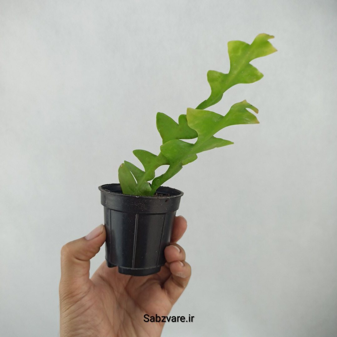 اپیفیلوم برگ سرخسی (H24374) - Image 2