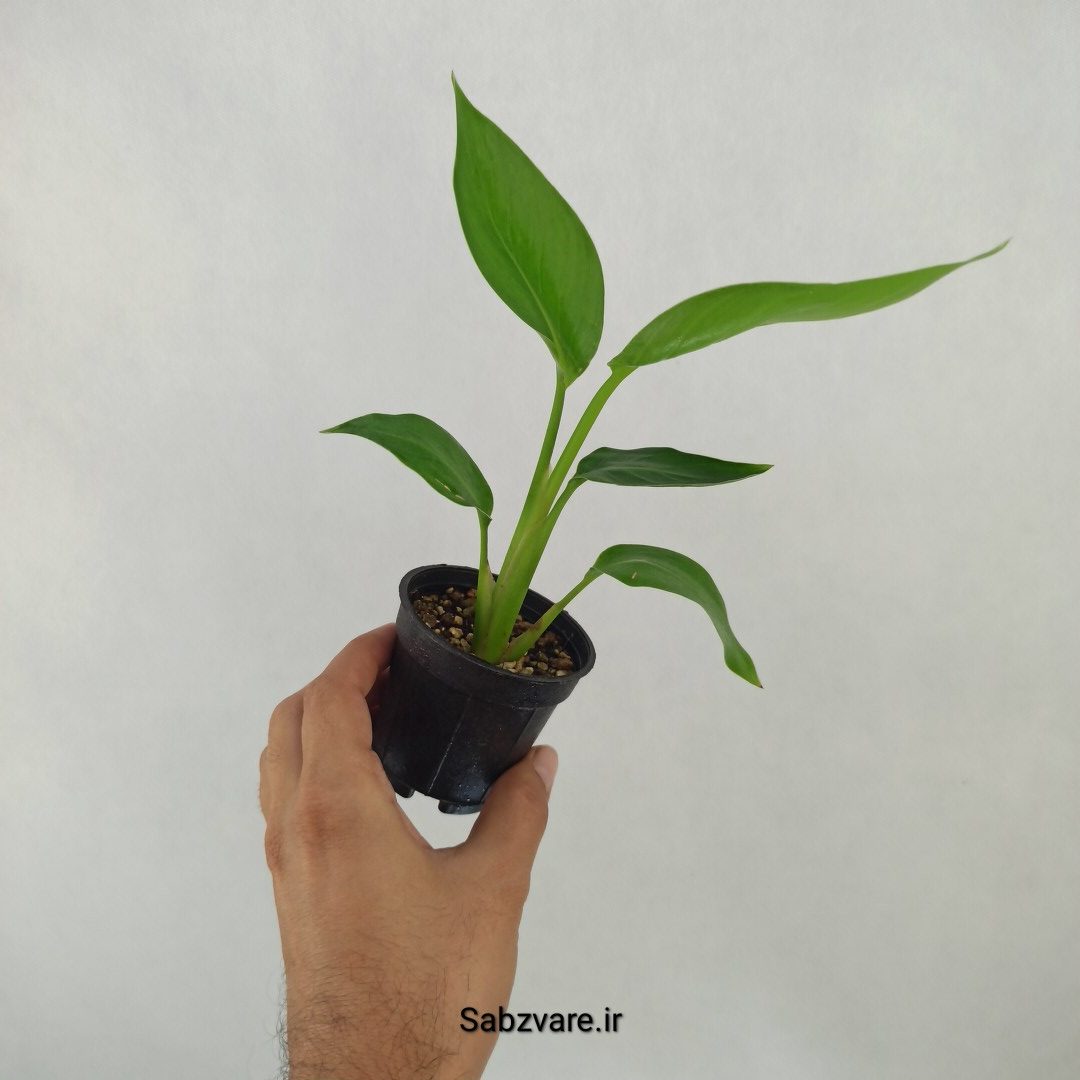 استرلیتزیا نیکولای (L24453) - Image 2