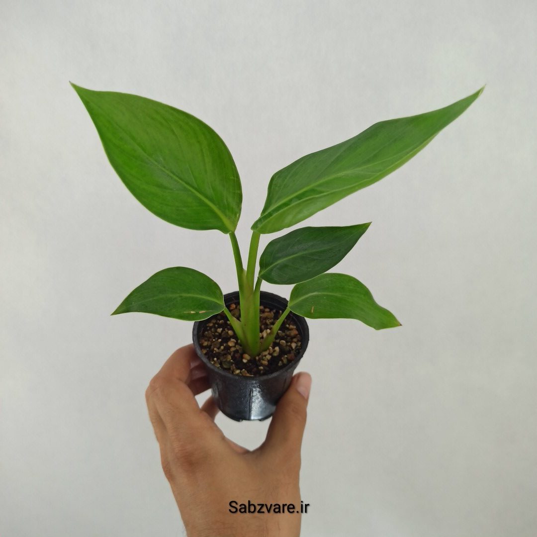 استرلیتزیا نیکولای (L24453)