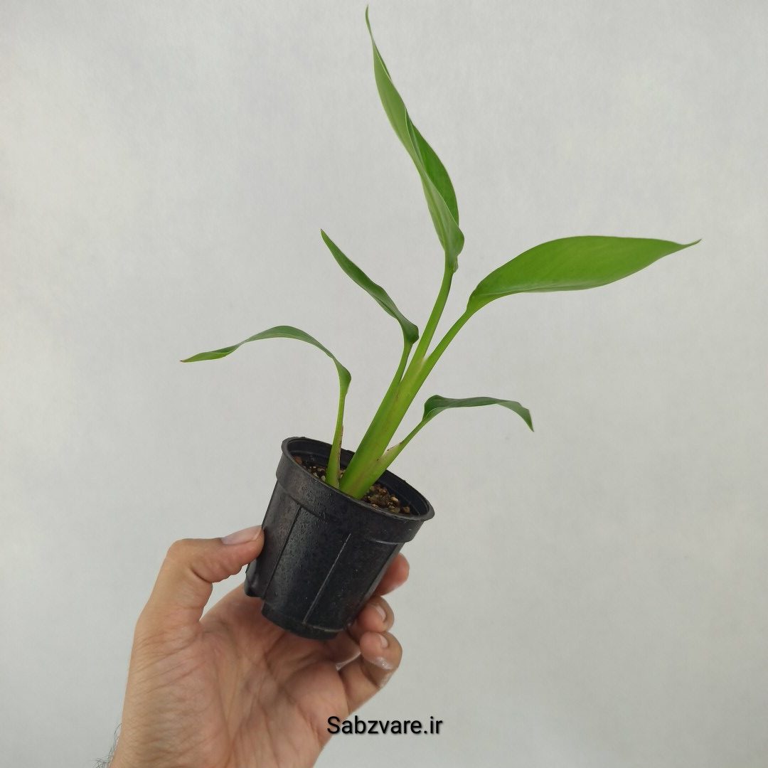 استرلیتزیا نیکولای (L24453) - Image 3