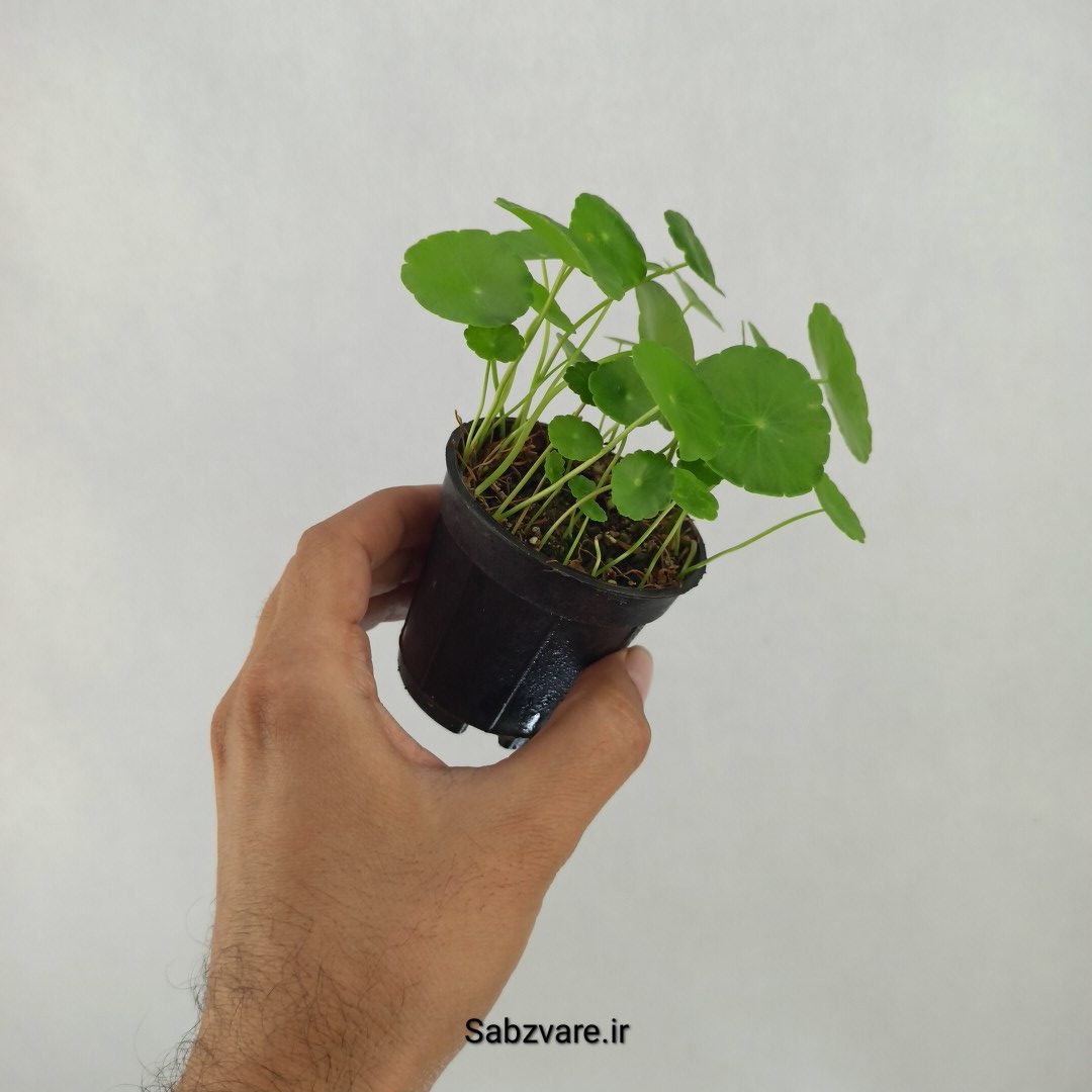هیدروکوتیل ورتیسیلاتا (L24450) - Image 2