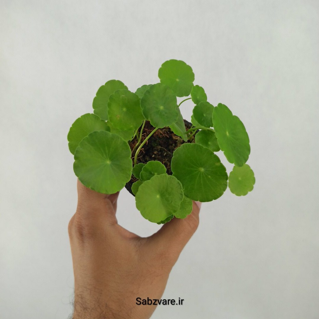 هیدروکوتیل ورتیسیلاتا (L24450)