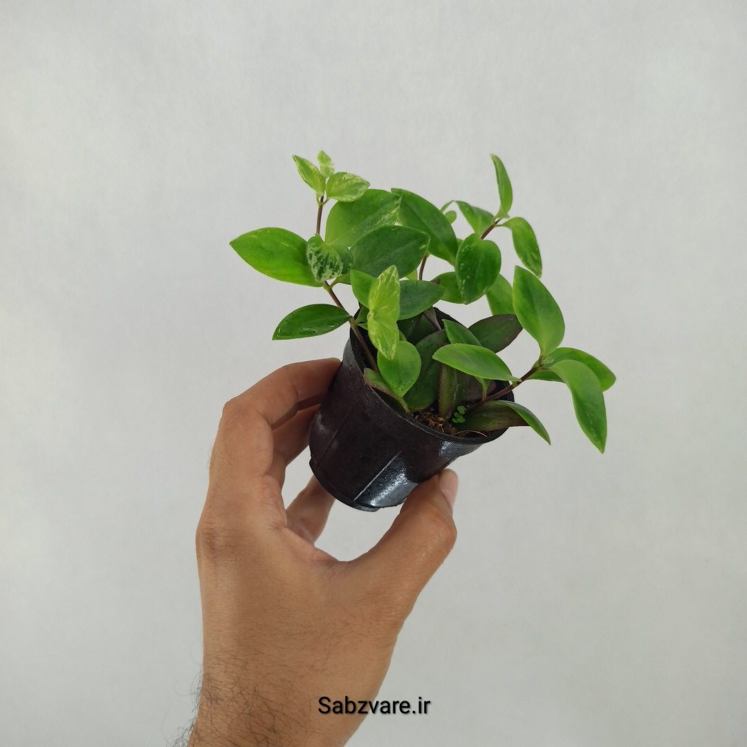 آشیانتوس رژ لبی ابلق (L24447) - Image 2