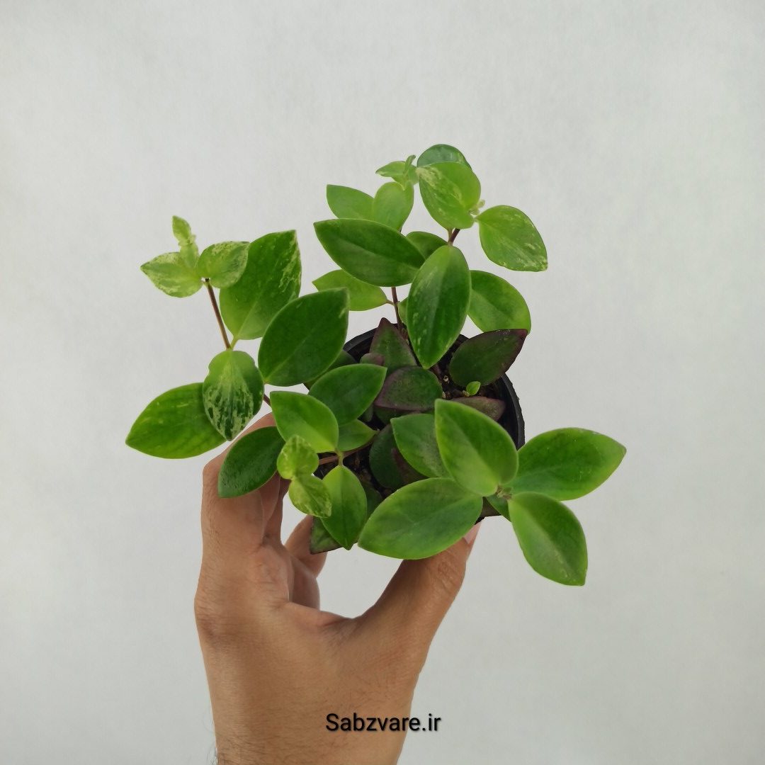 آشیانتوس رژ لبی ابلق (L24447)