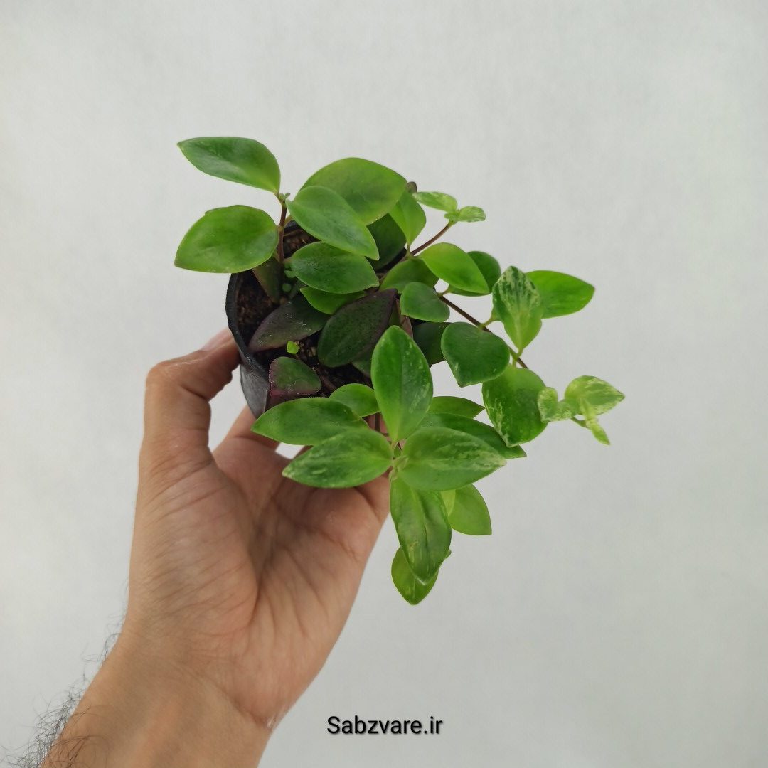 آشیانتوس رژ لبی ابلق (L24447) - Image 3