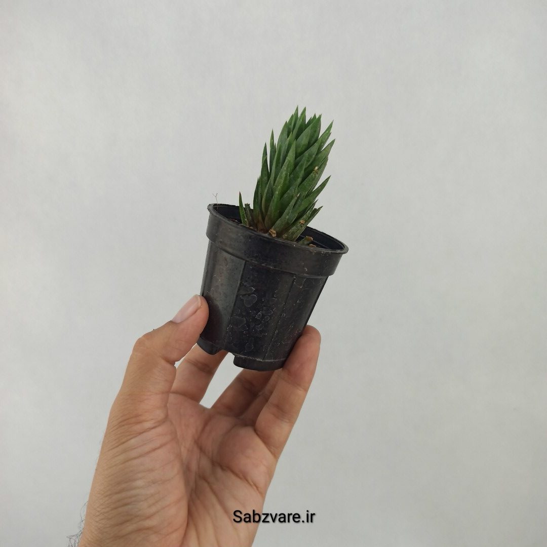 هاورتیا گلائوکا (L24446) - Image 3