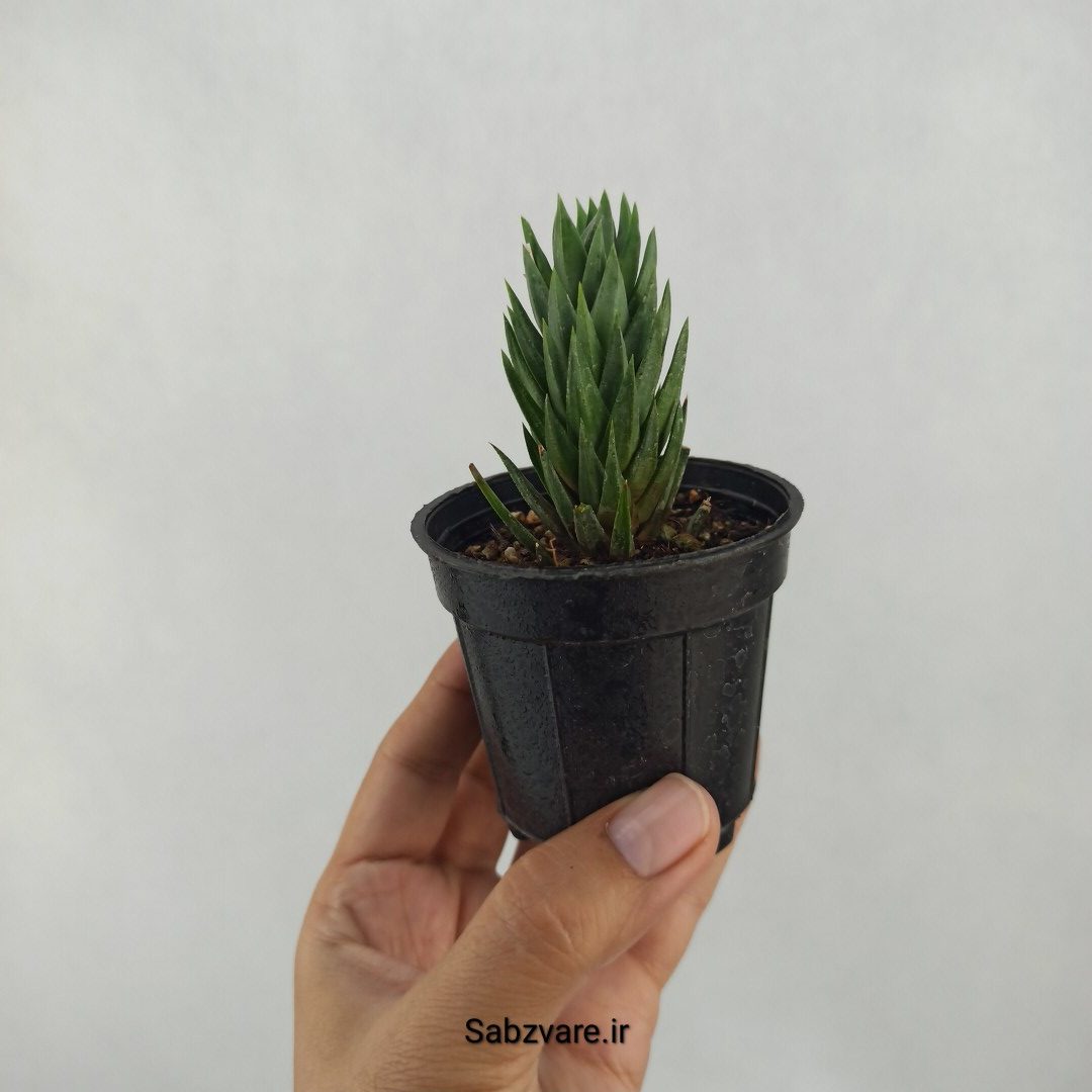 هاورتیا گلائوکا (L24446)