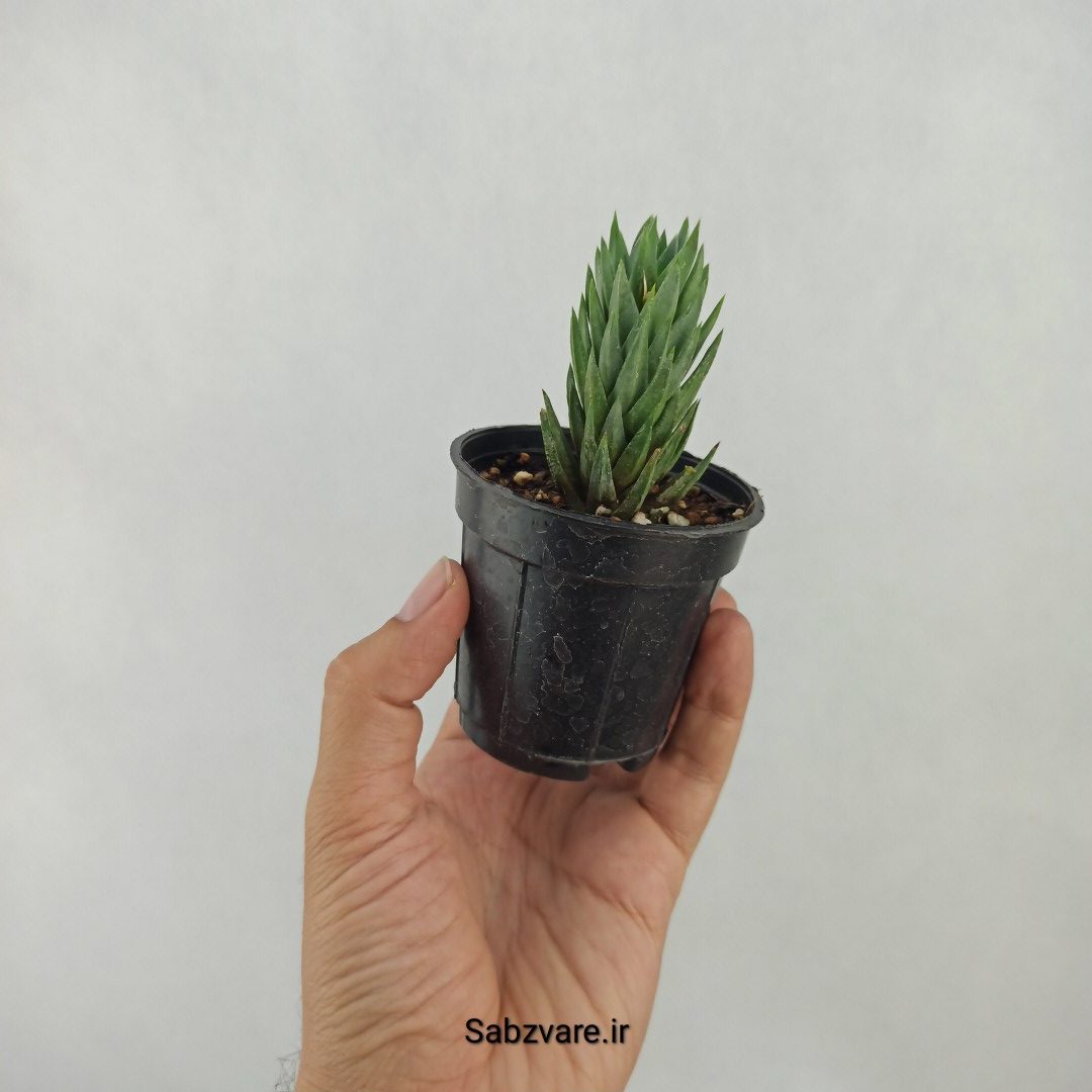 هاورتیا گلائوکا (L24446) - Image 2
