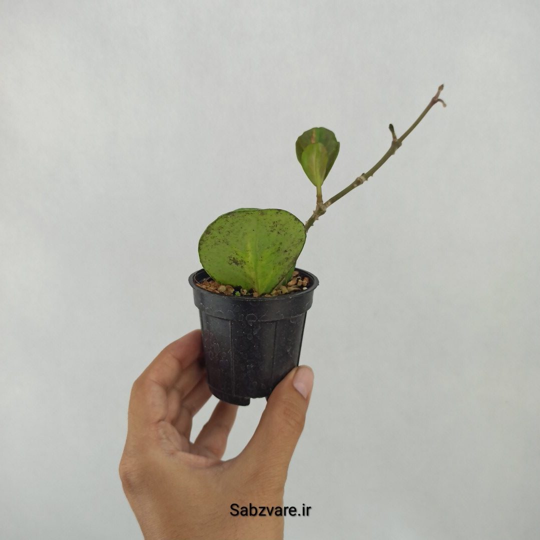 هویا آبواتا ابلق (L24443) - Image 3