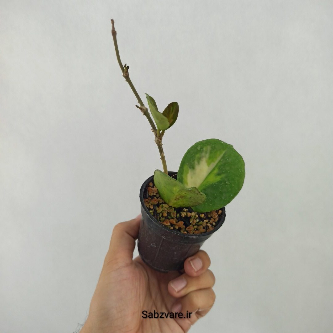 هویا آبواتا ابلق (L24443) - Image 2