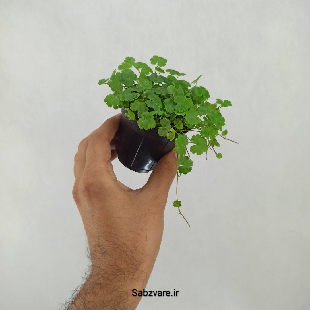 هیدروکوتیل تریپارتیتا (L24441) - Image 3
