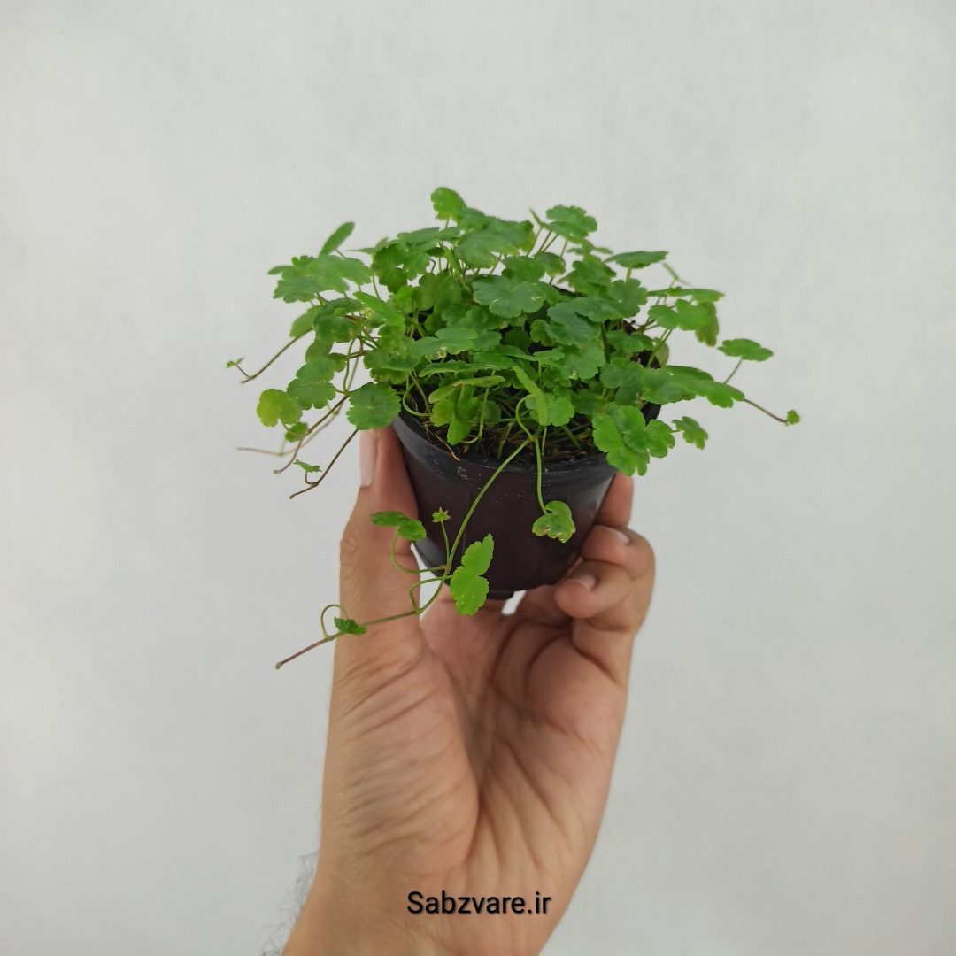 هیدروکوتیل تریپارتیتا (L24441) - Image 2