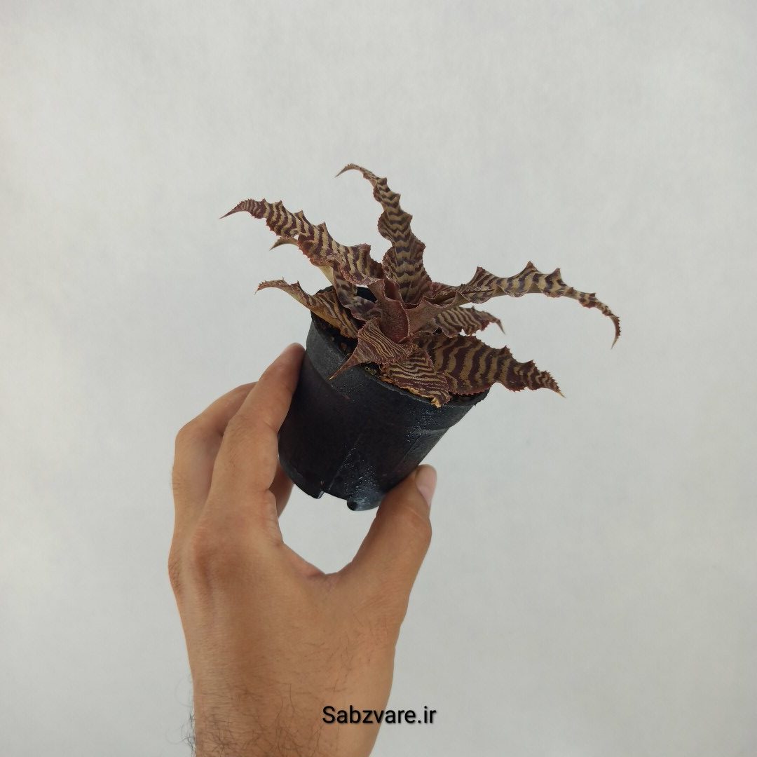 کریپتانتوس فوستریانوس (K24439) - Image 3