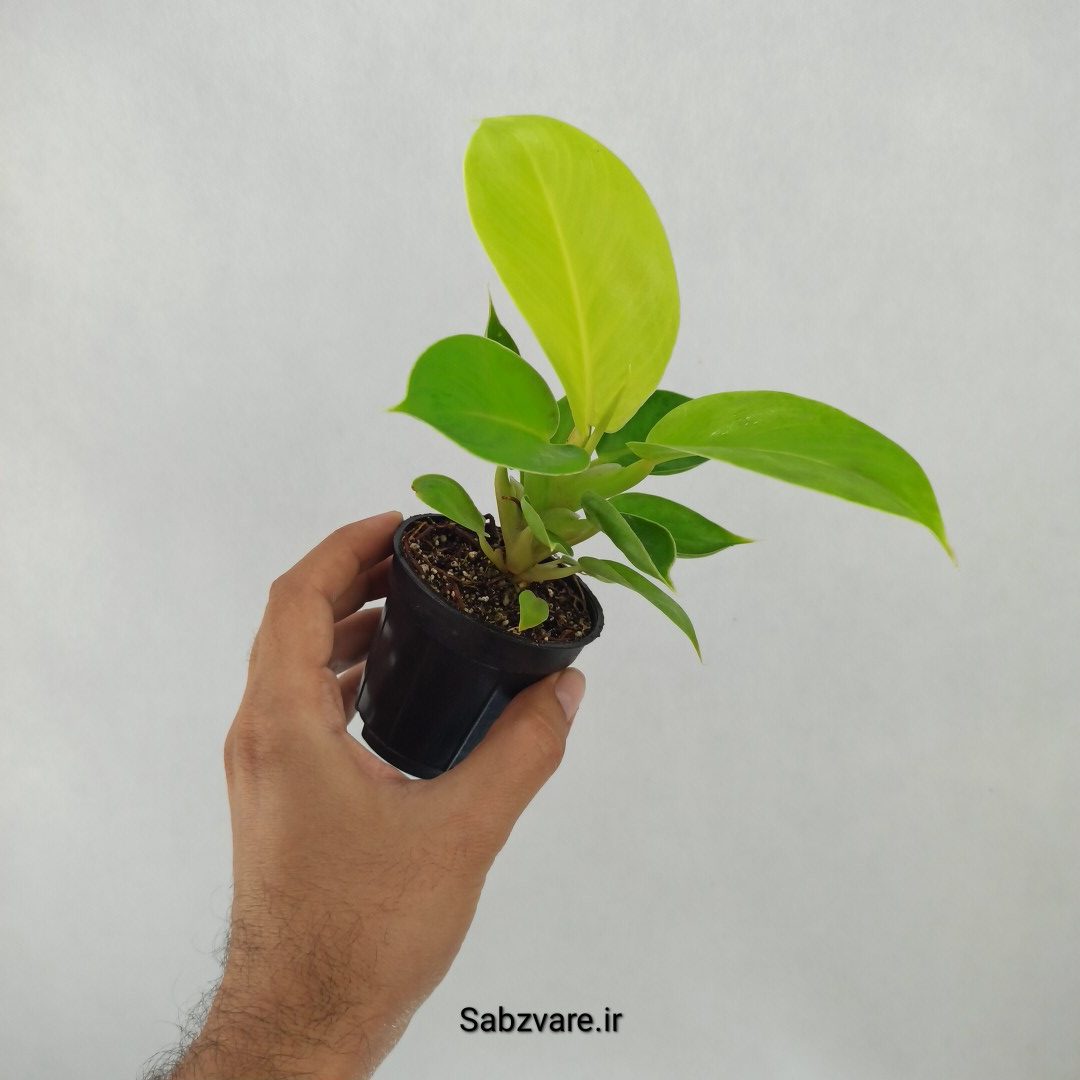 فیلودندرون لیمویی (K24436) - Image 3