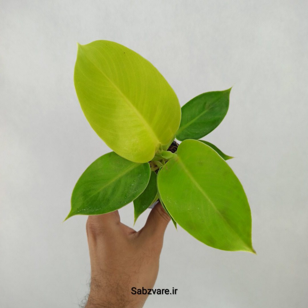 فیلودندرون لیمویی (K24436)