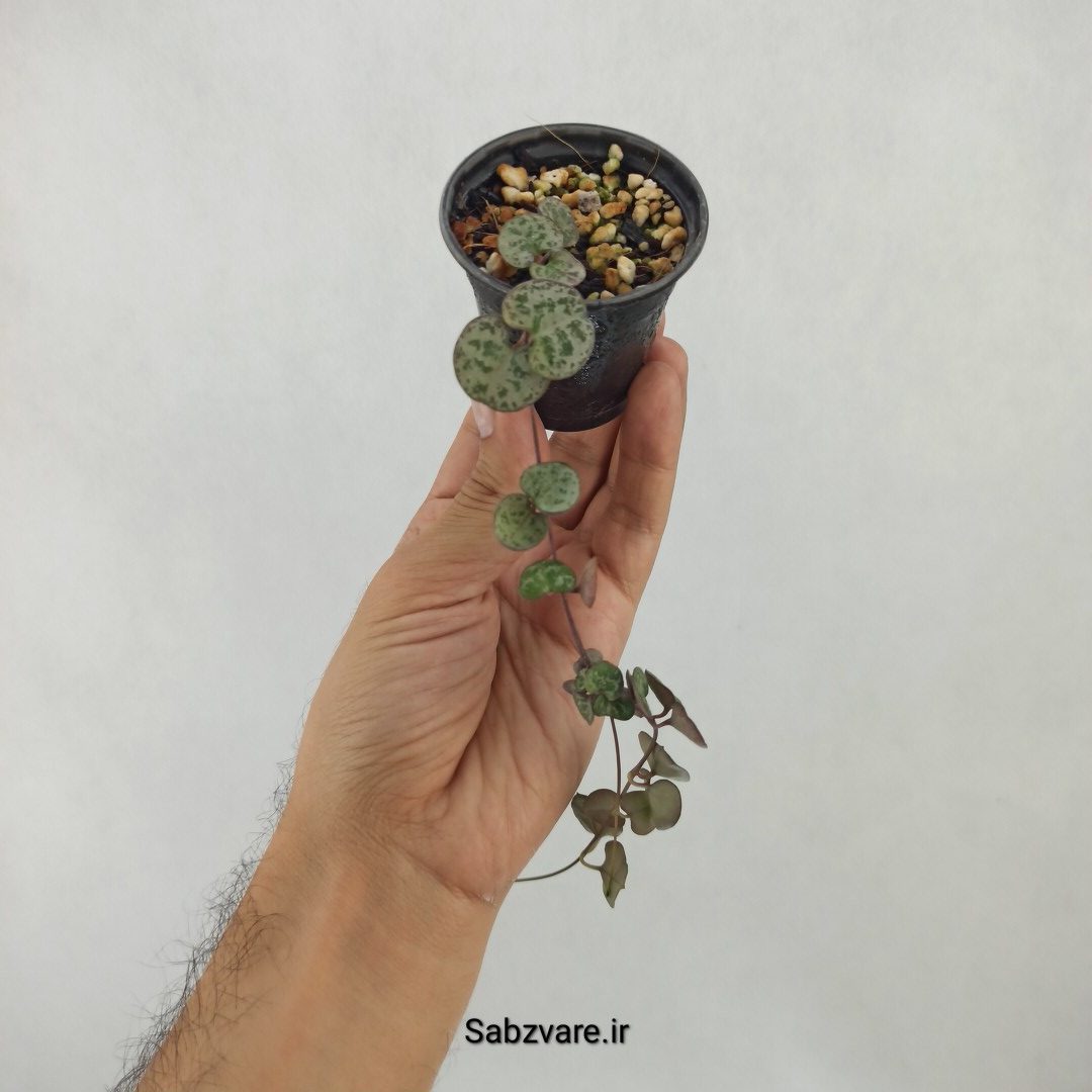 سروپژیا سبز (K24433)