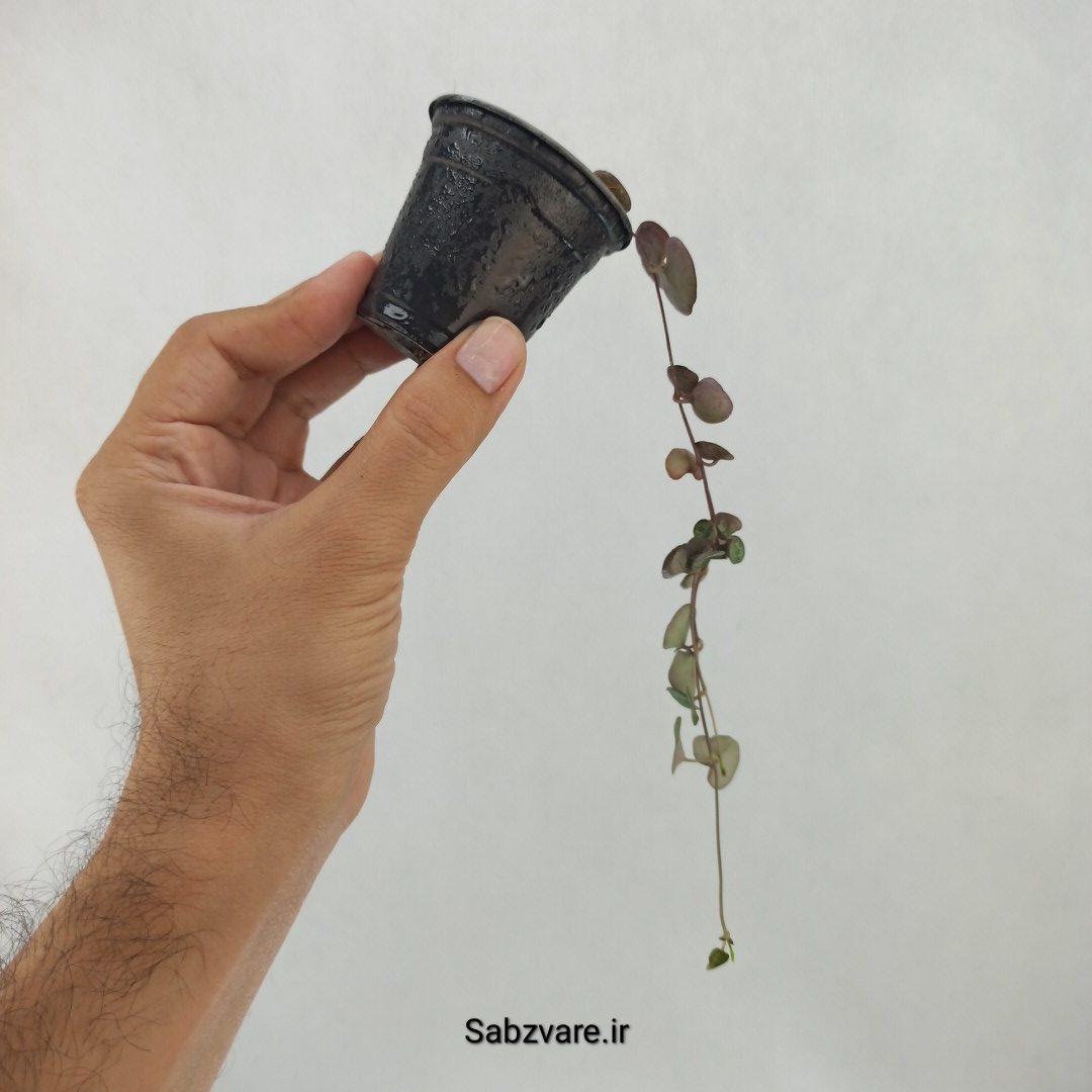 سروپژیا سبز (K24433) - Image 3