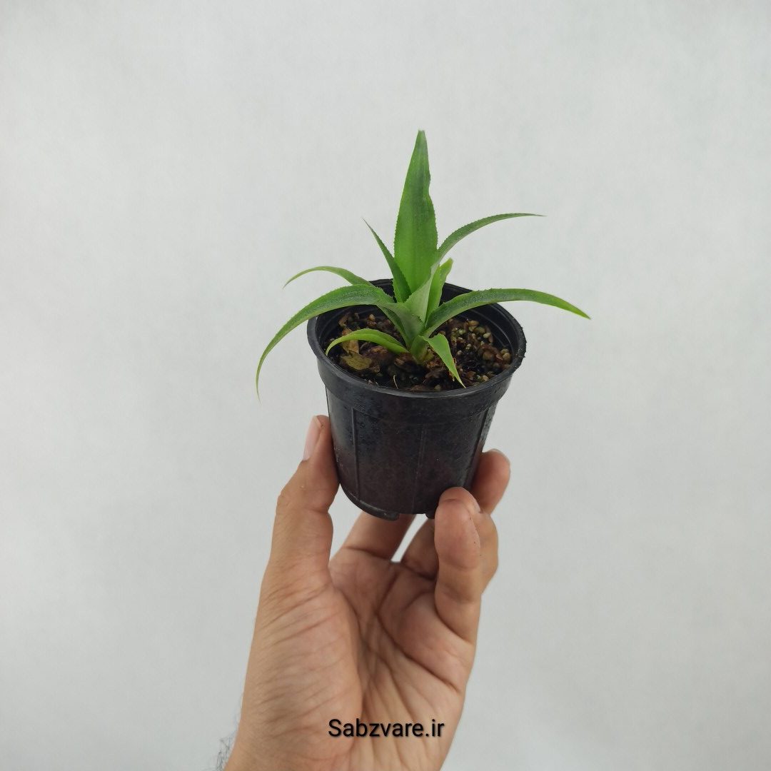 آناناس رقم خوراکی MD2 (K24419)