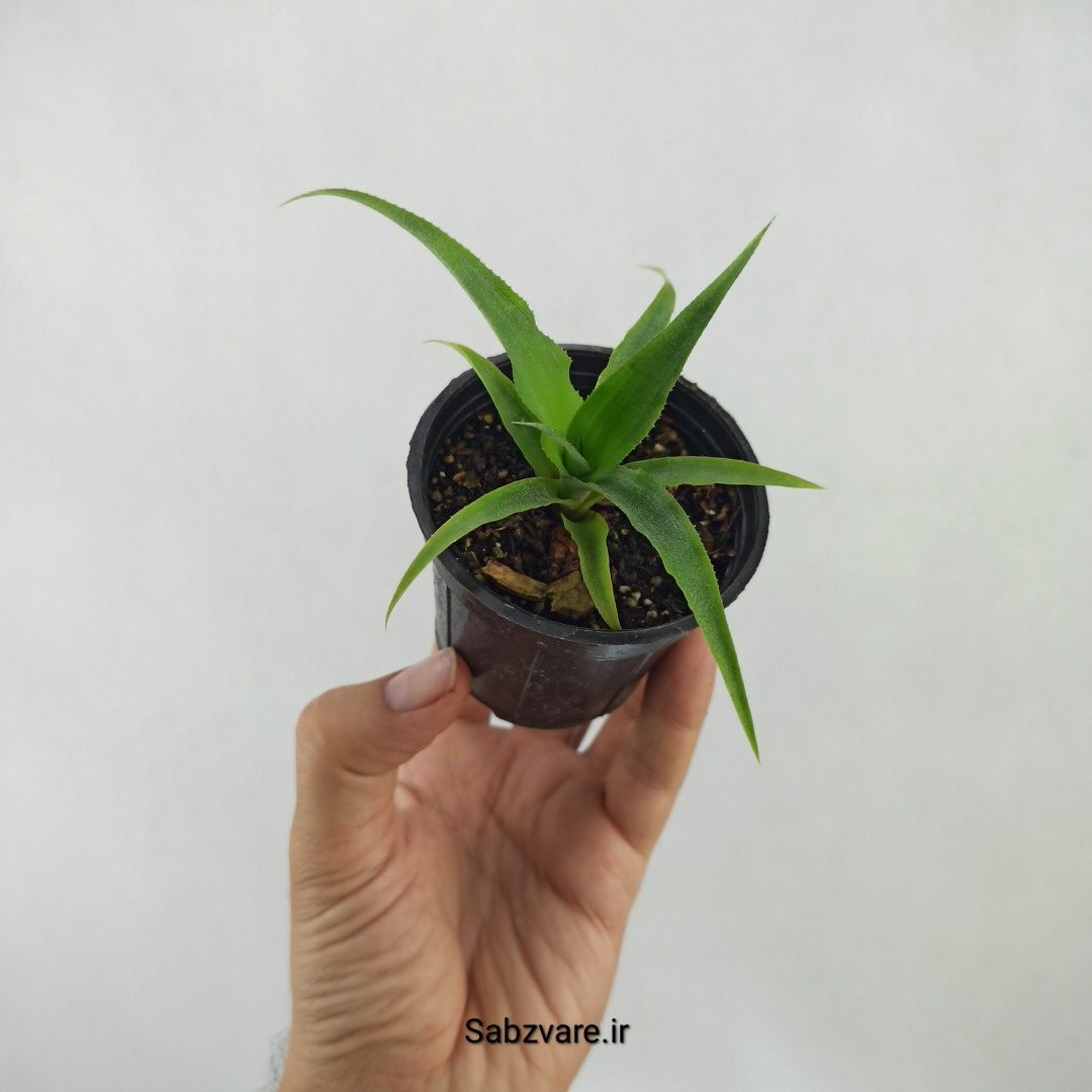 آناناس رقم خوراکی MD2 (K24419) - Image 2
