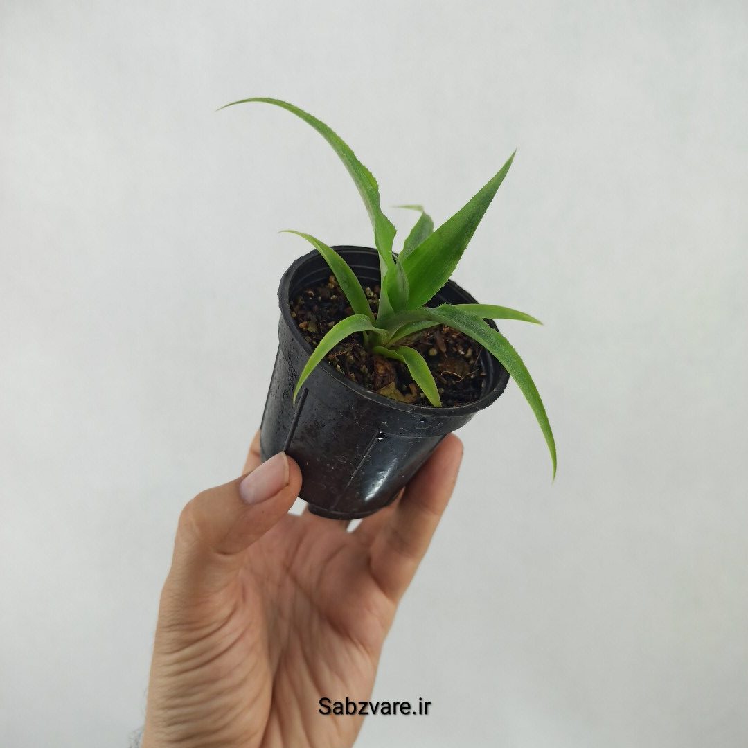 آناناس رقم خوراکی MD2 (K24419) - Image 3