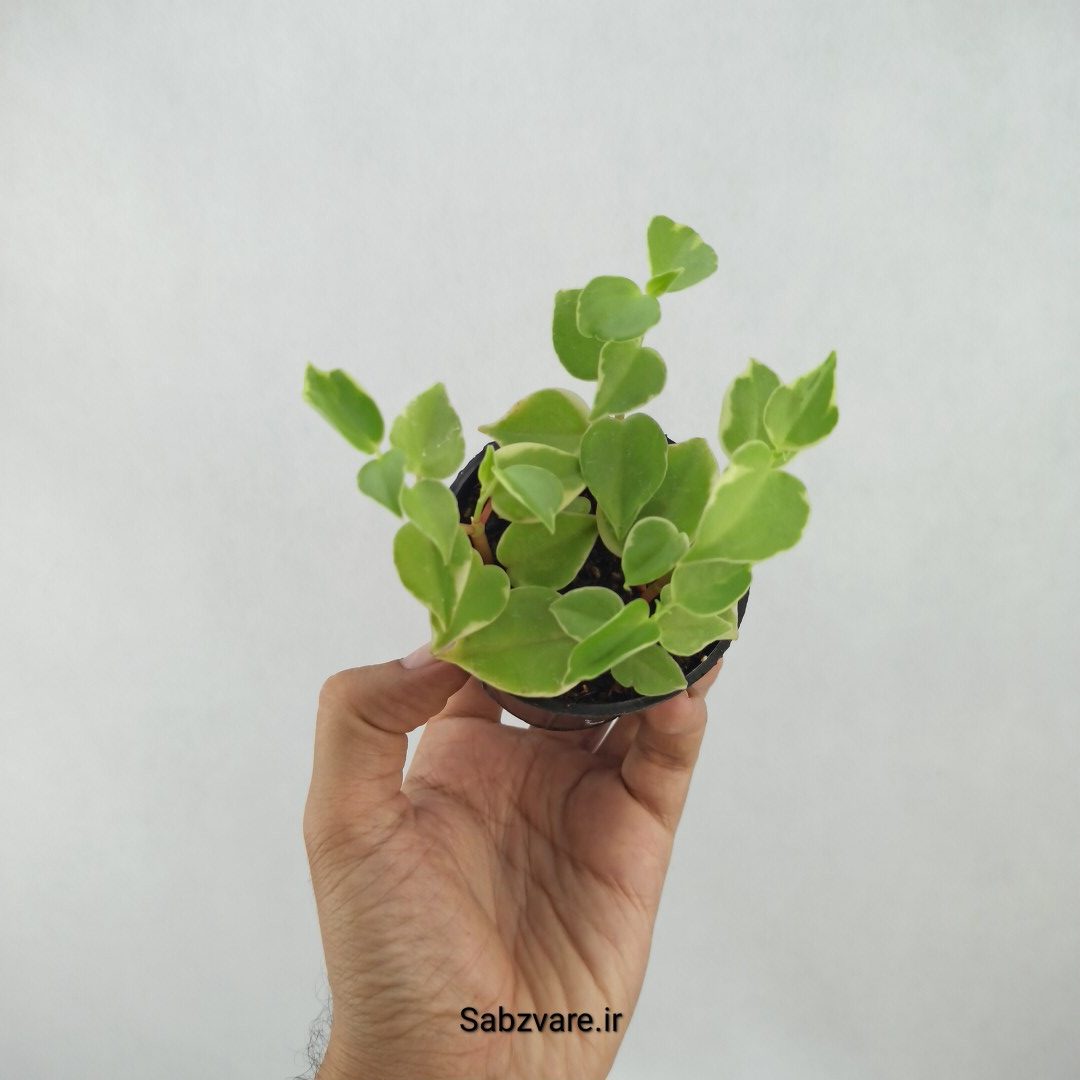 پپرومیا اسکاندنس (J24415)