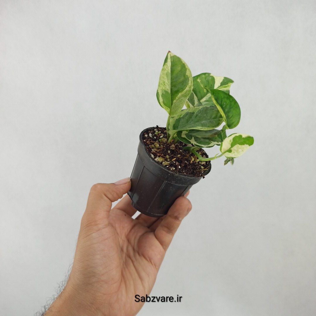 پتوس ارتشی (J24412)