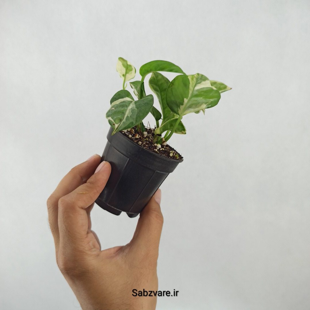 پتوس ارتشی (J24412) - Image 3