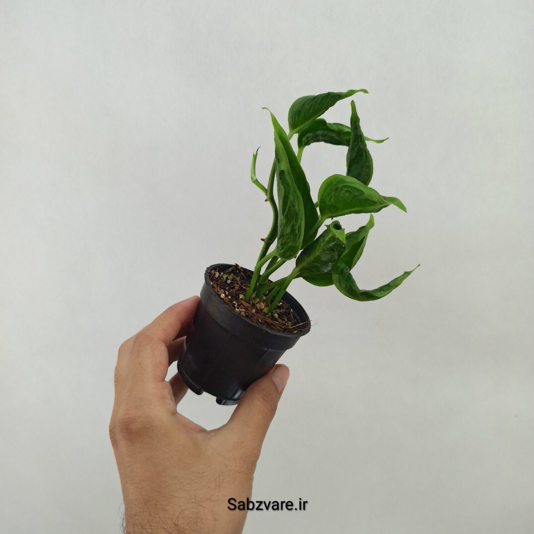 پتوس شانگریلا (N24493)