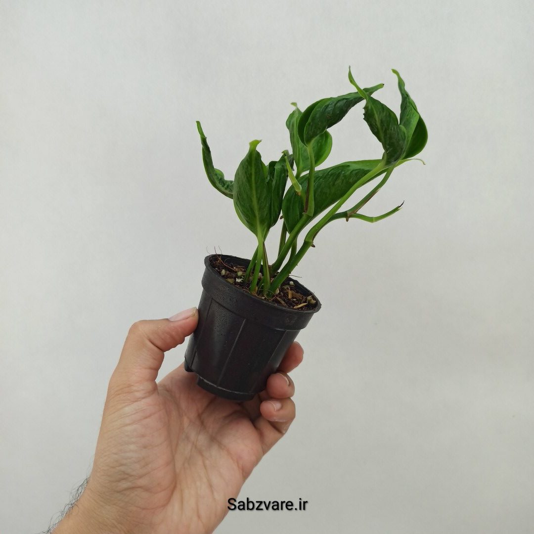 پتوس شانگریلا (N24493) - Image 3