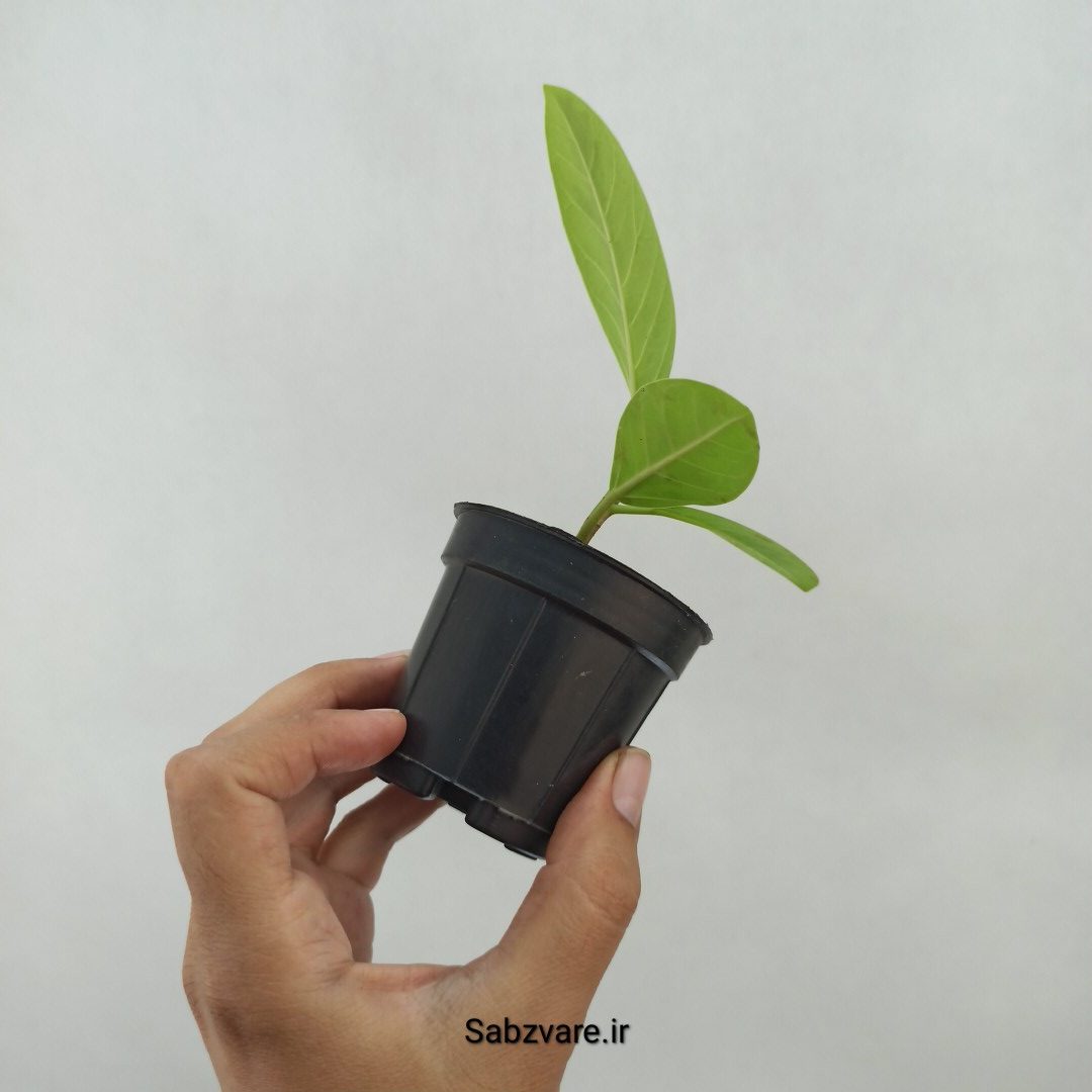 فیکوس آلتیسیما (N24494)
