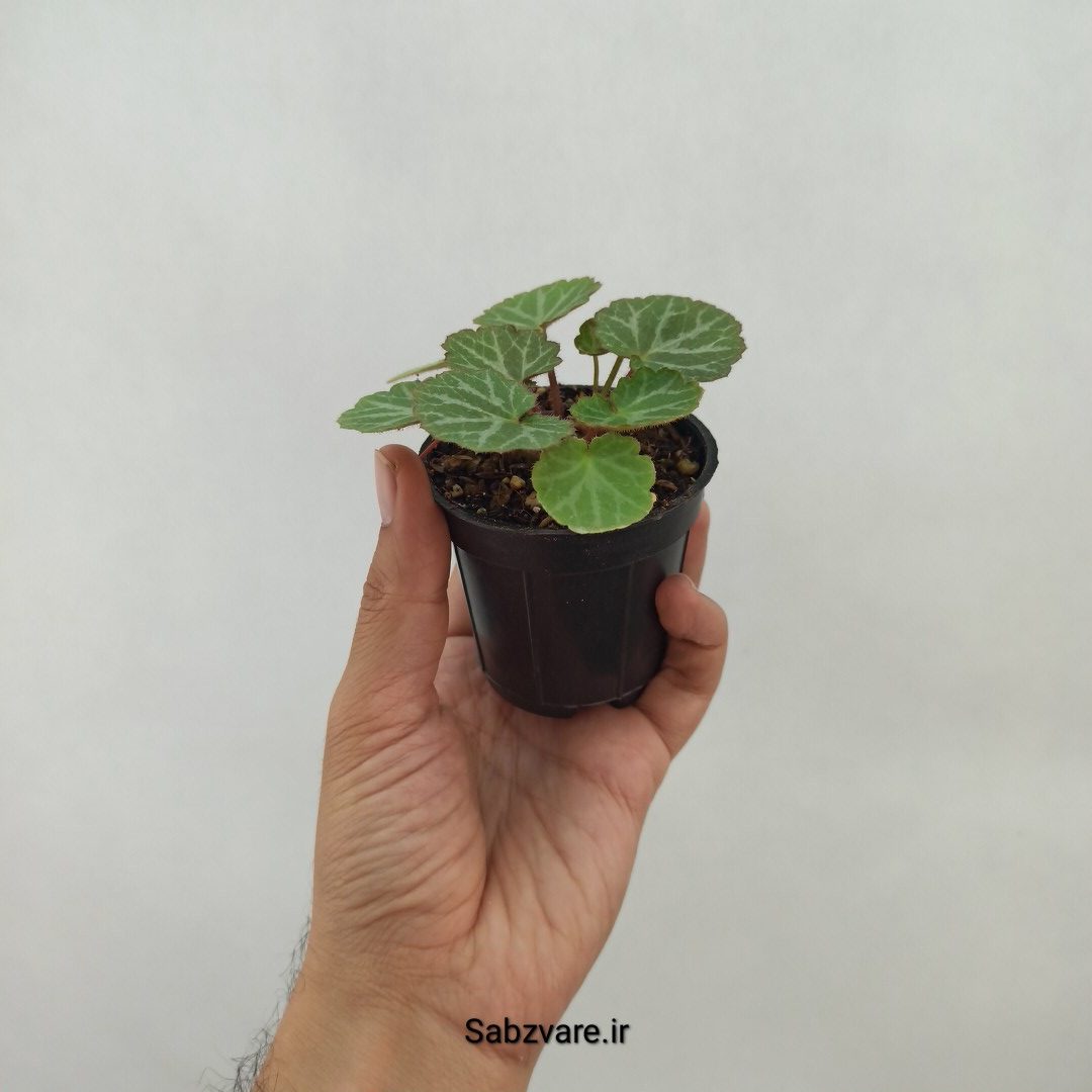 ساکسی فراژ (M24477)