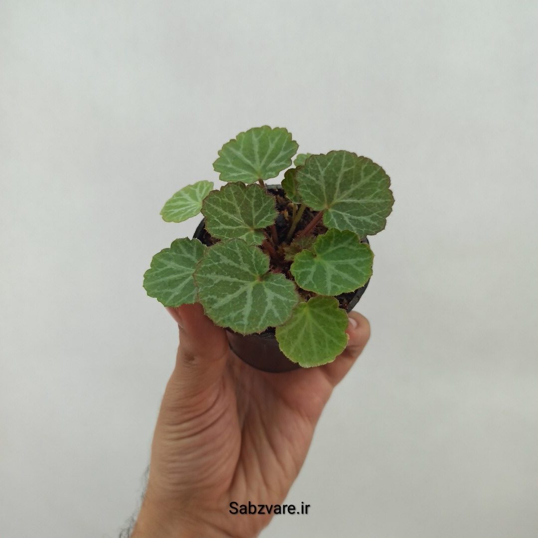ساکسی فراژ (M24477) - Image 3
