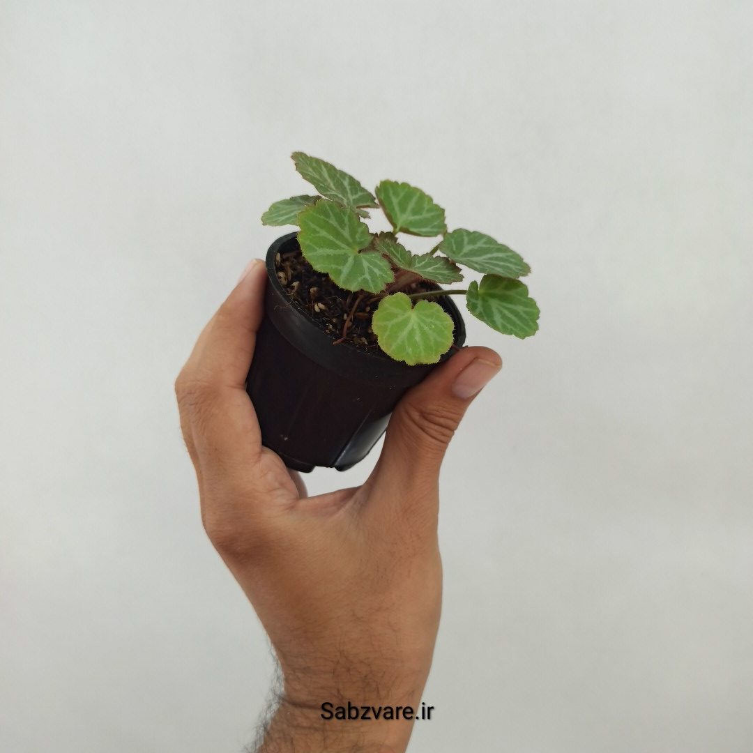 ساکسی فراژ (M24477) - Image 2