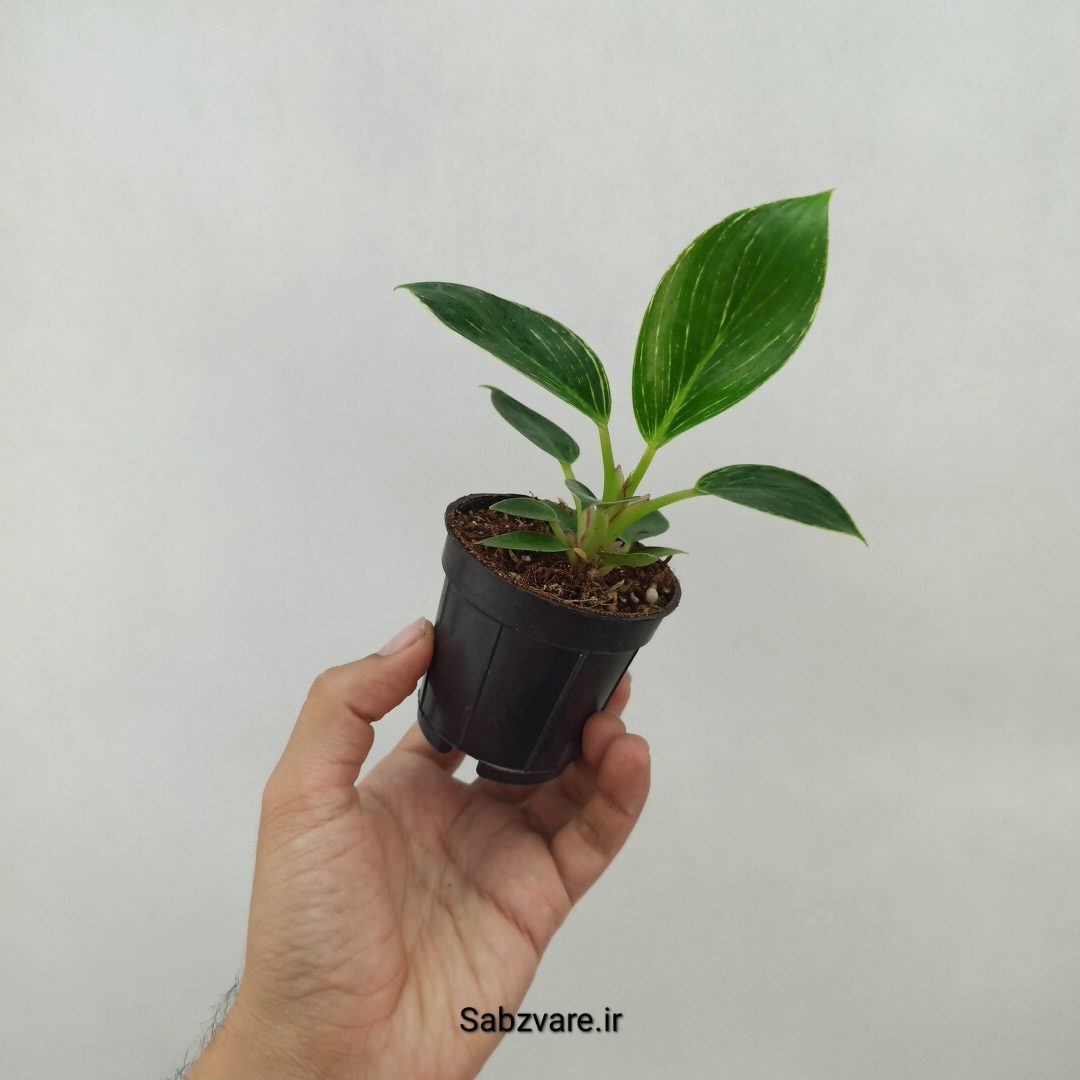 فیلودندرون برکین (M24478)