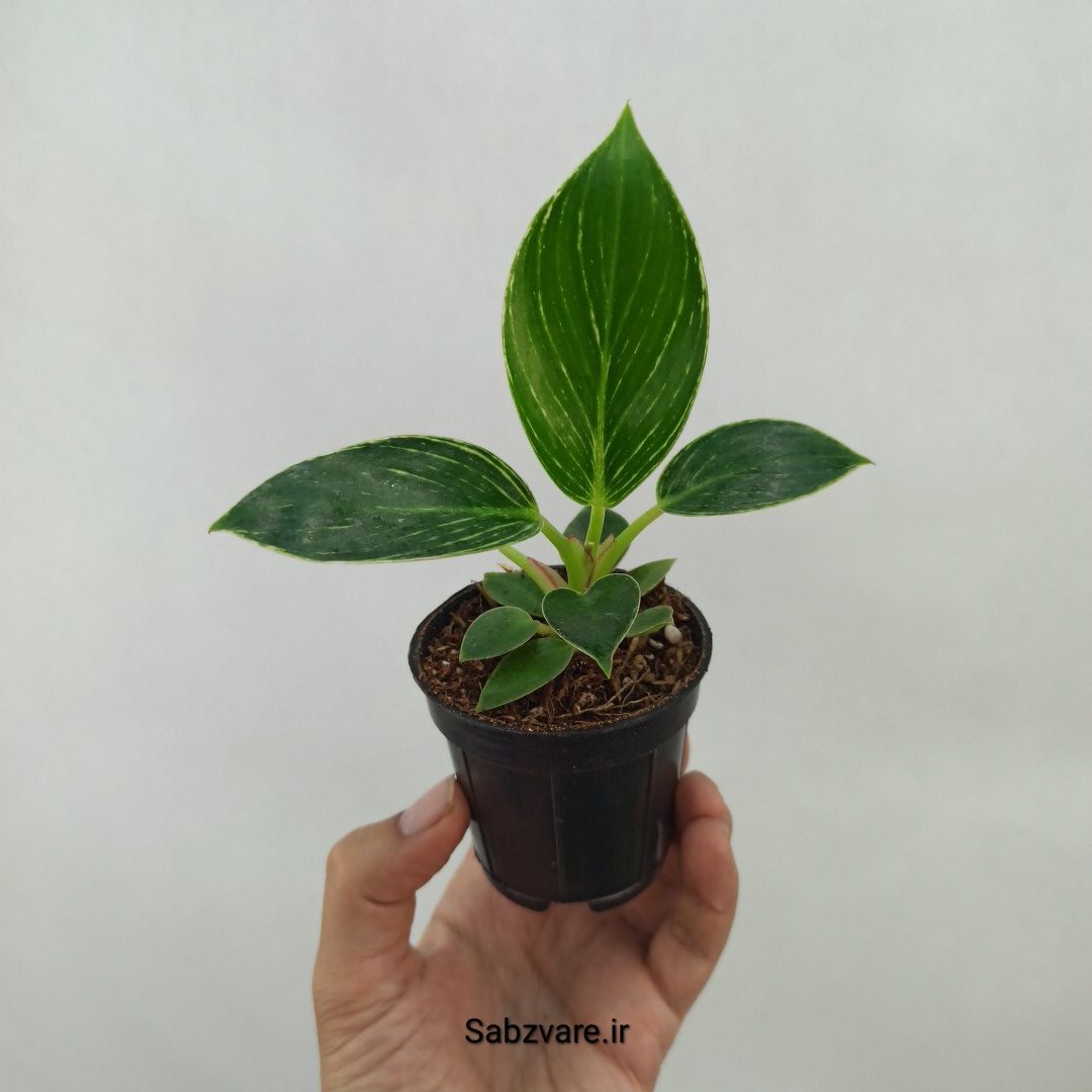 فیلودندرون برکین (M24478) - Image 3
