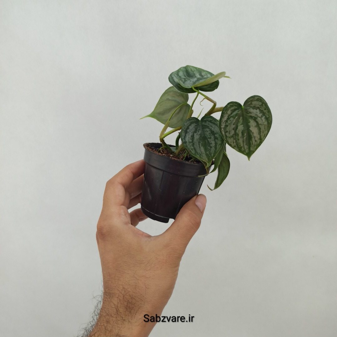 فیلودندرون برندتیانوم (M24481) - Image 2