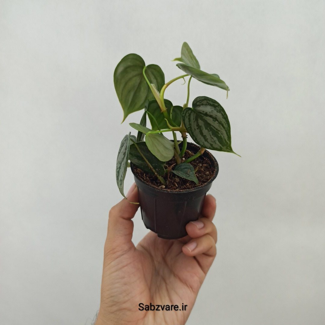 فیلودندرون برندتیانوم (M24481)