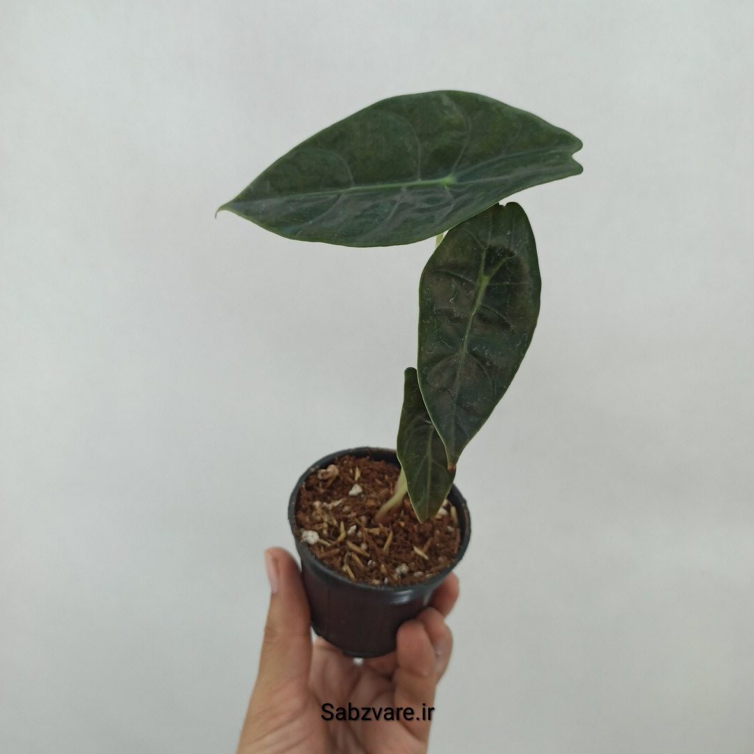 آلوکازیا Longiloba Suhirmaniana (N24483) - Image 3