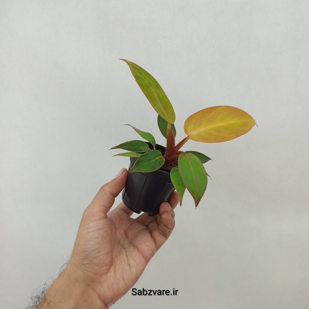 فیلودندرون پرتقالی (N24486) - Image 2