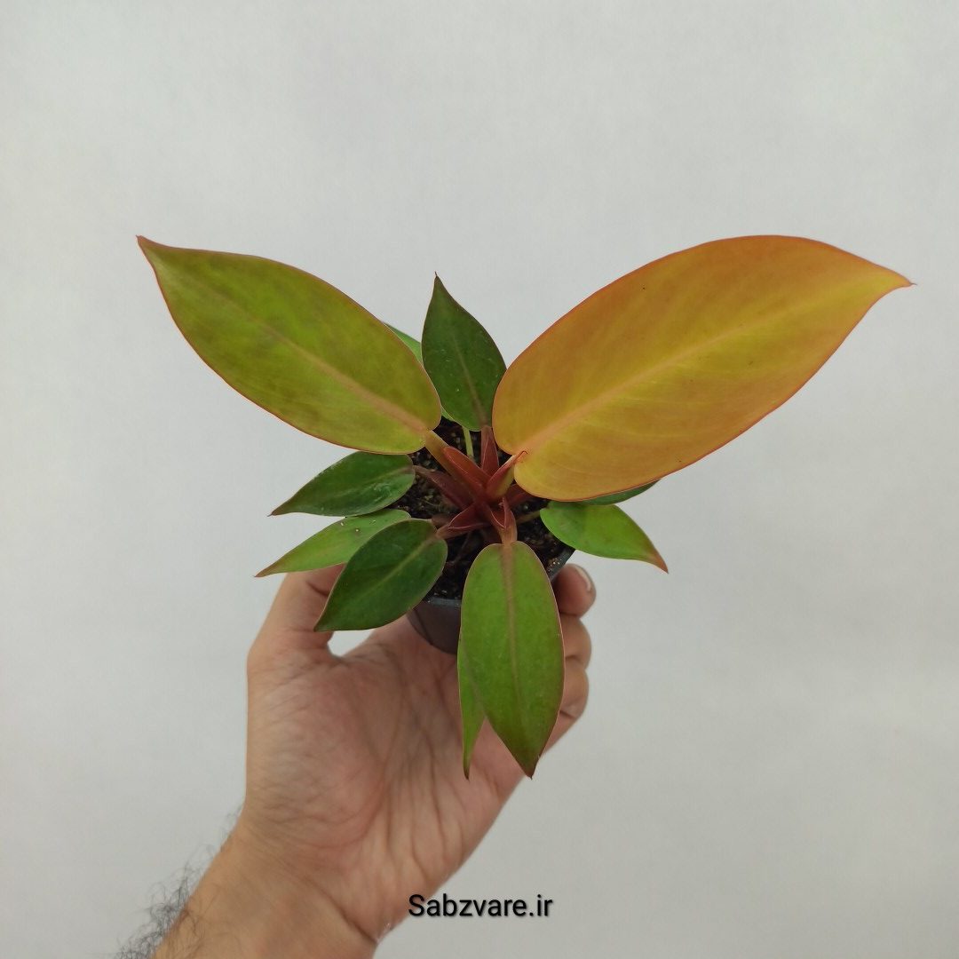 فیلودندرون پرتقالی (N24486) - Image 3