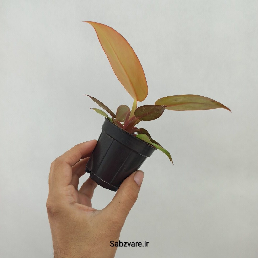 فیلودندرون پرتقالی (N24486)