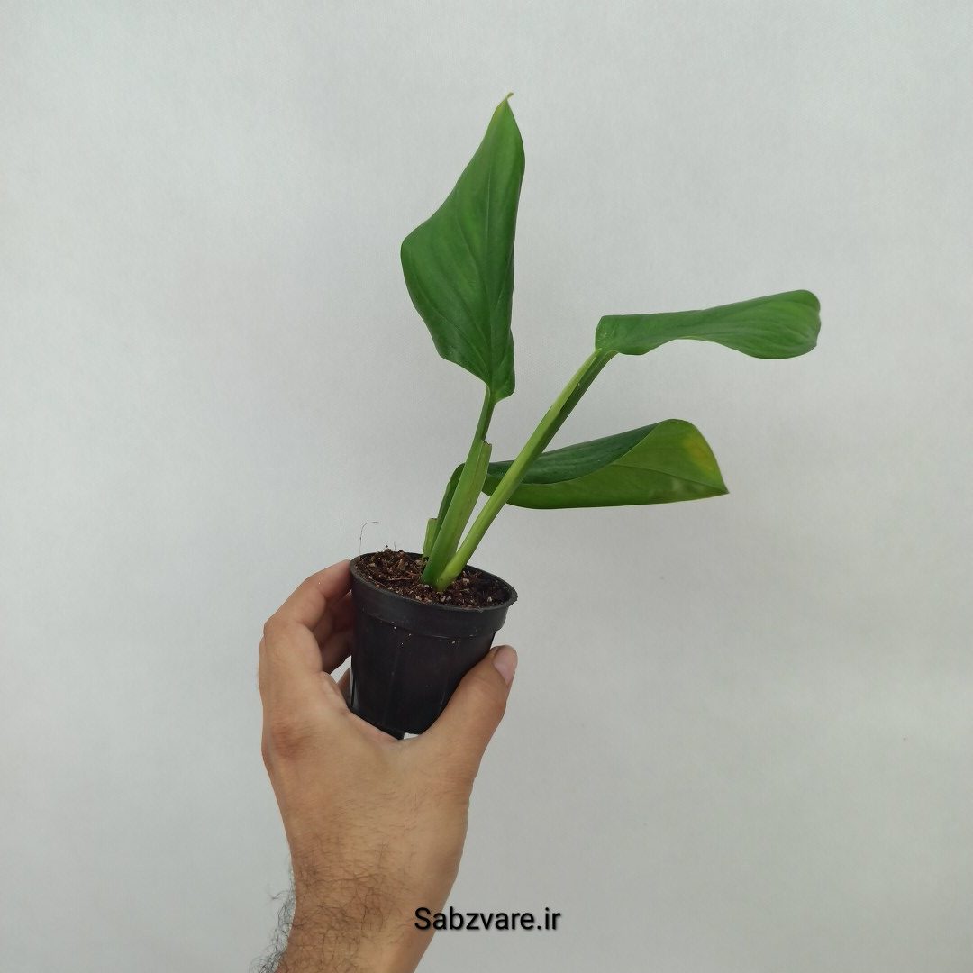 پتوس شیخی (N24487) - Image 3