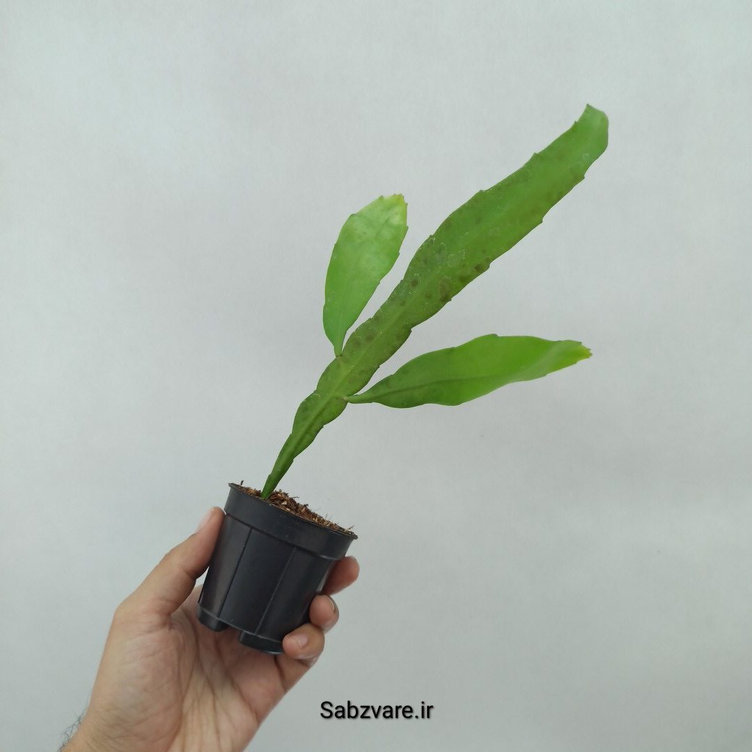 اپیفیلوم فیلانتوس (ملکه شب) (N24491) - Image 3