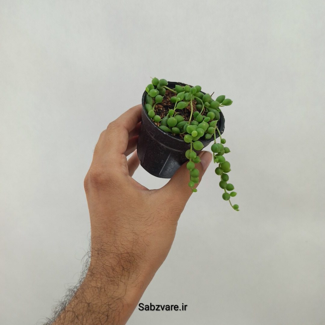 غوره ای گرد (M24474) - Image 3