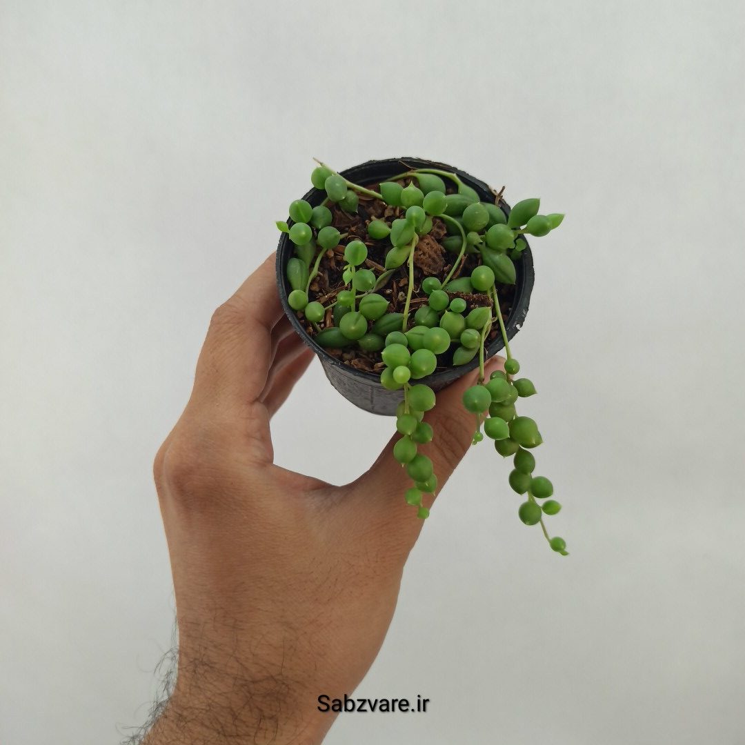 غوره ای گرد (M24474)