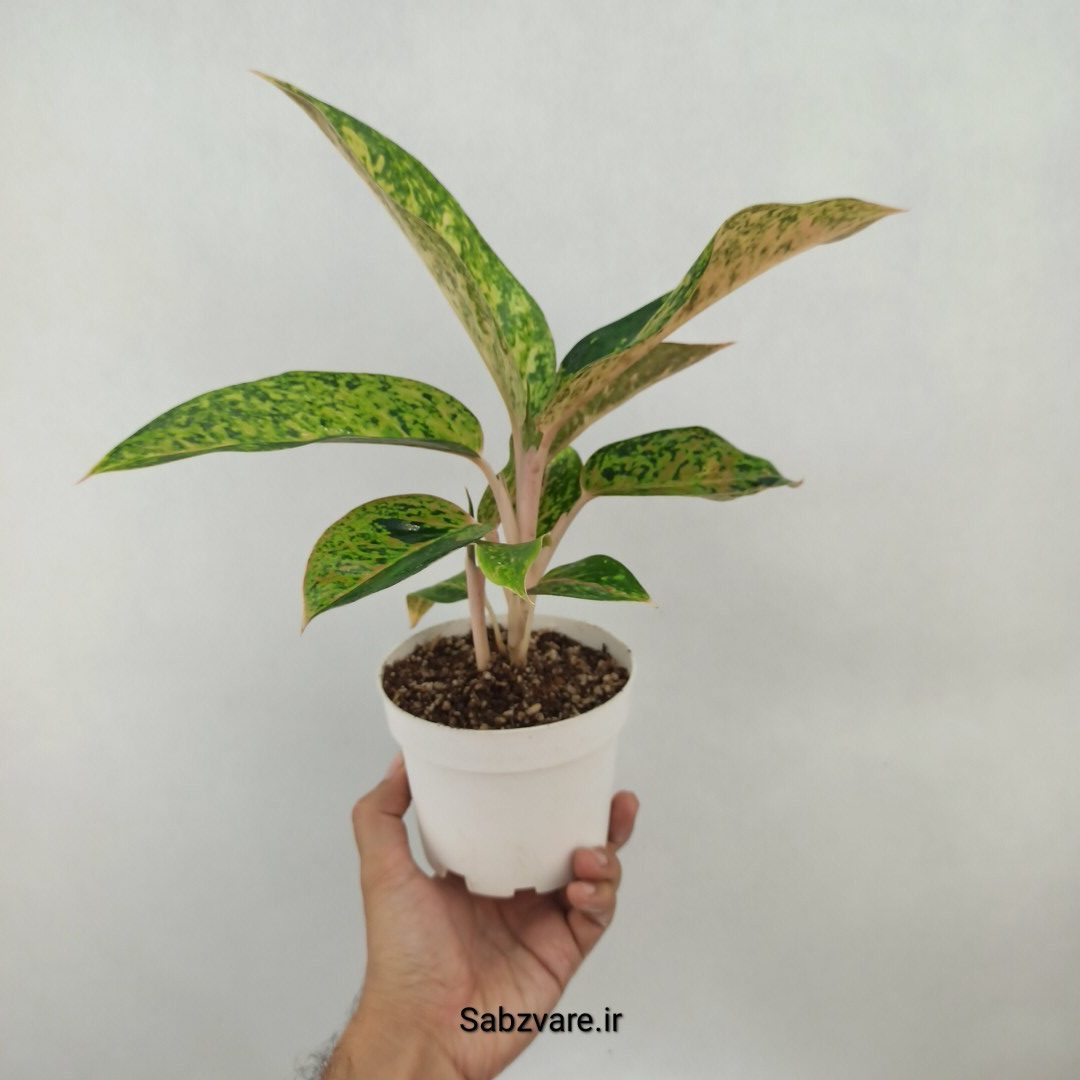 آگلونما رنگی (با پاجوش) (M24467) - Image 3