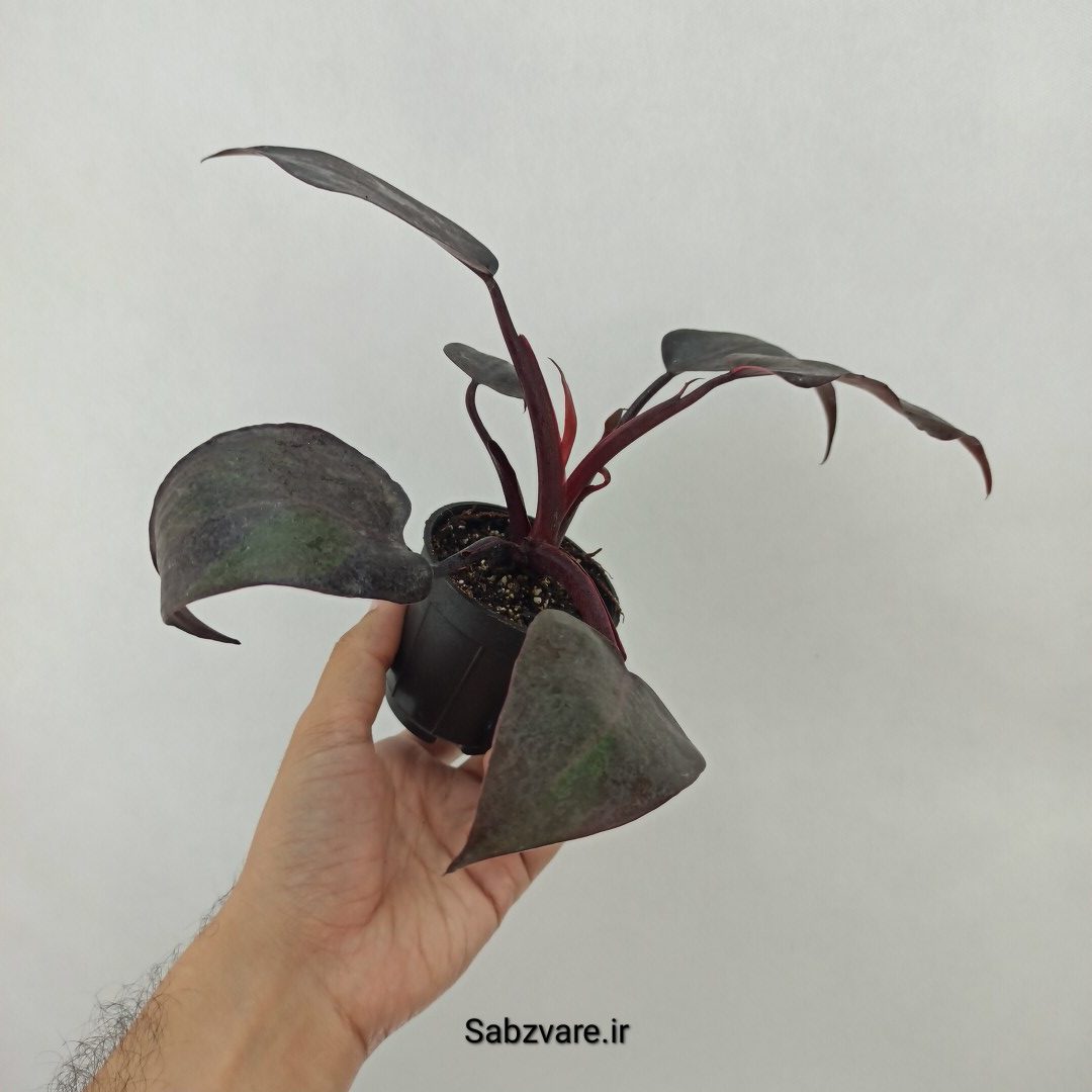 فیلودندرون پینک پرنسس (M24469)