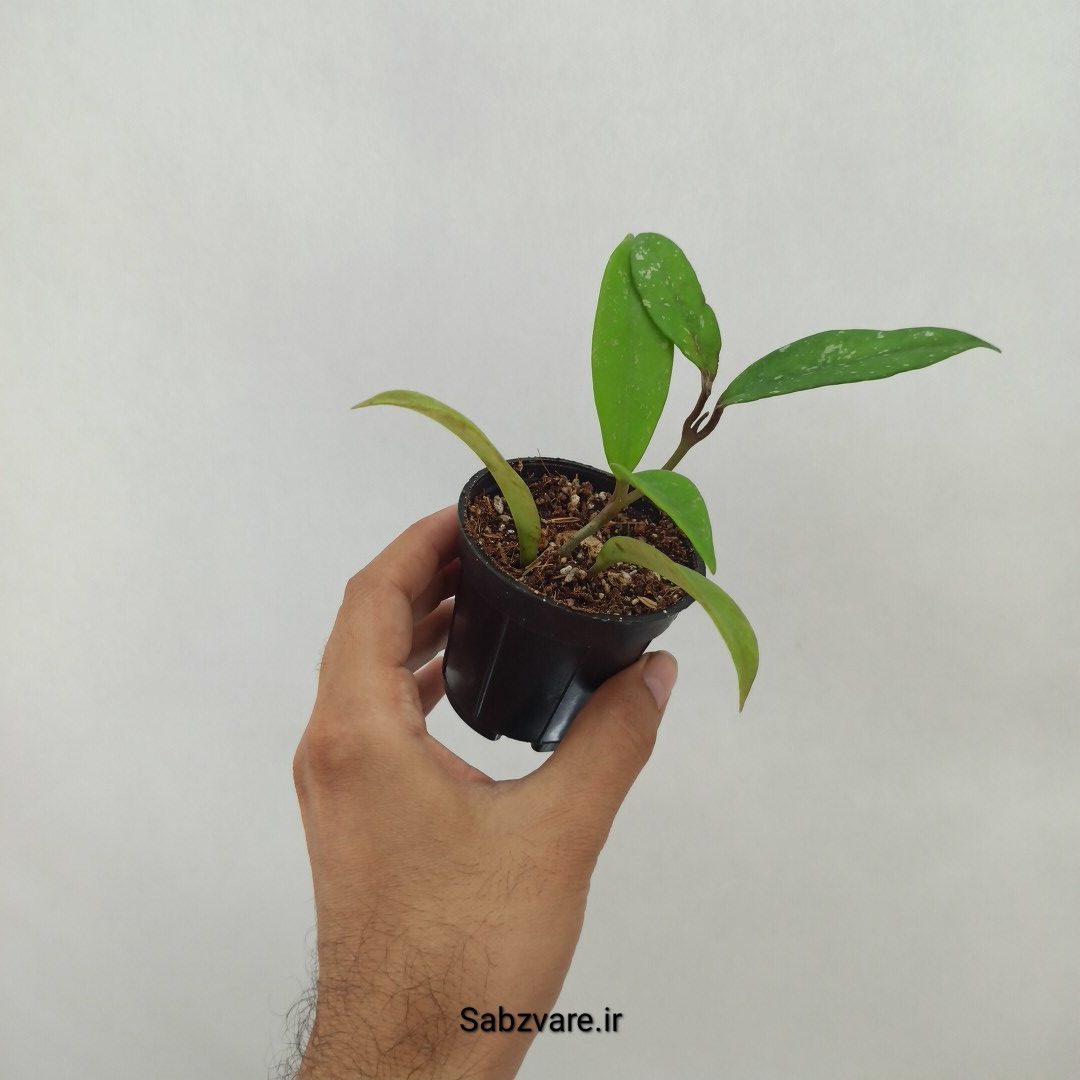 هویا پابیکالیکس (M24466) - Image 3
